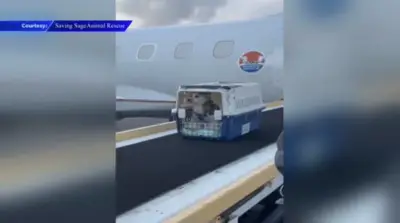 200 cats and dogs in search of forever homes board flight in Fort Lauderdale bound for New Hampshire