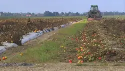 Local farmers blame tariffs, immigration crackdown for business losses, wasted crops