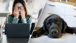 Dog owners who ruminate about work stress may pass anxiety to their pooch: study