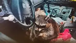 Raccoon found holding meth pipe during traffic stop in Ohio, police say
